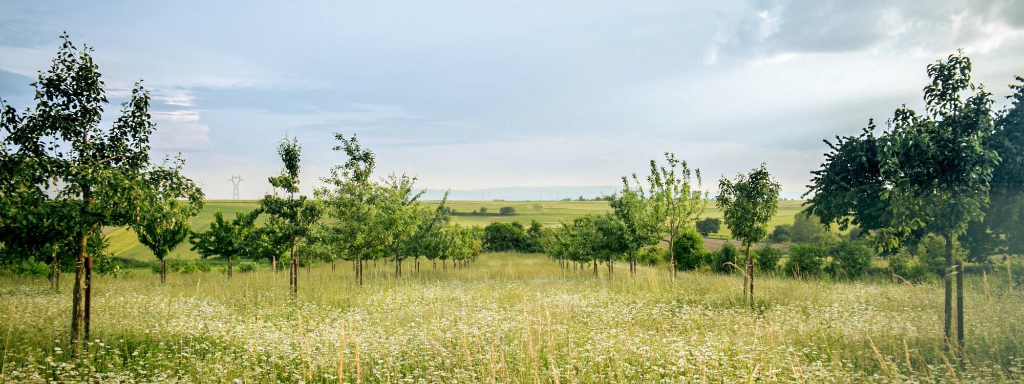 Terrain constructible &agrave; Mulhouse : comment anticiper les contraintes locales ? Wintzenheim